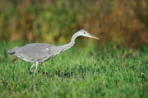 Grey heron (Ardea cinerea) foraging in a meadow, North Rhine-Westphalia, Germany
