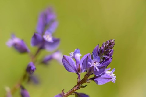 Common cruciferous, common cruciferous, cruciferous, cruciferous plant, polygala vulgaris,