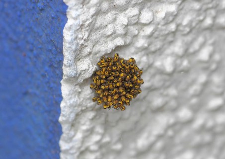 Garden cross spider, garden cross spider, garden cross spiders (Araneus diadematus), young animals
