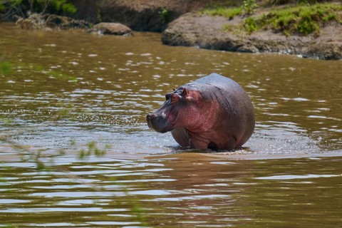 A solitary hippopotamus stands in the water near the bank, surrounded by green scenery,