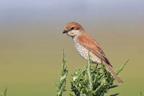 Red-backed shrike (Lanius collurio), female perched on a thistle, looking for prey, wildlife,