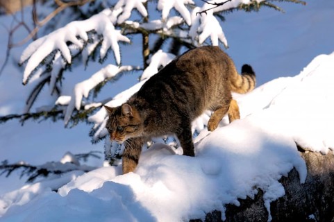 Animals, mammals, cat, wildcat (Felis silvestris), in the snow, Germany