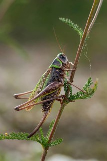 Brandenburg, Decticus Verrucivorus, Germany, grasshoppers, locusts, Nabu, national natural