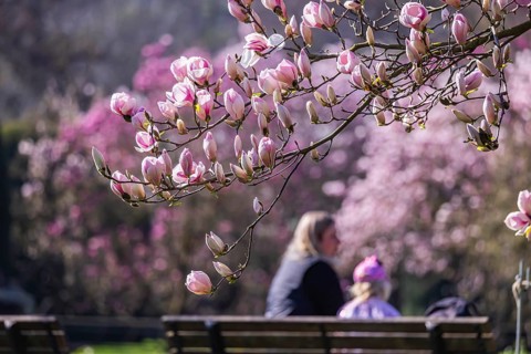 Magnolia blossom in the Moorish Garden at Wilhelma. Magnolias (Magnolia) are in bloom in the