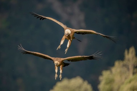 Griffon vulture (Gyps fulvus), approaching, Pyrenees, Spain