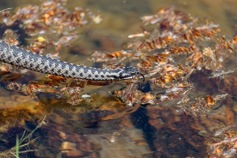 A common European adder (Vipera berus) creeps across a root stock and starts to swim in the water
