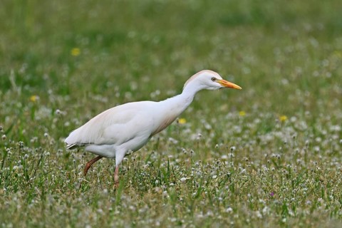 Cattle egret (Bubulcus ibis), foraging in a meadow, Camargue, southern France, France