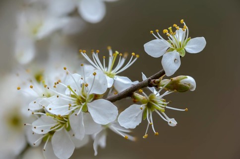 German acacia, hedthorn, Prunus spinosa, rosaceae, rose family, sour plum, sloe, blackthorn,