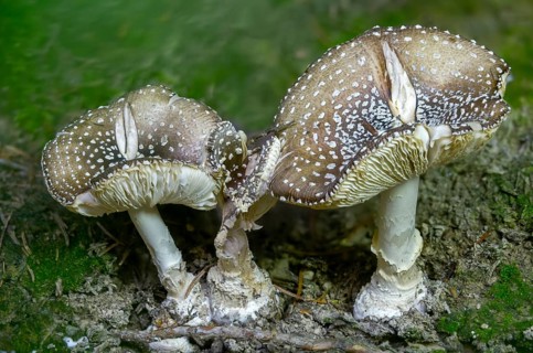 Amanita pantherina, amanita umbrina, toad stool, padden chair, panther mushroom, panther bulge,