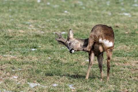 Roe deer (Capreolus capreolus), Lower Saxony, Germany