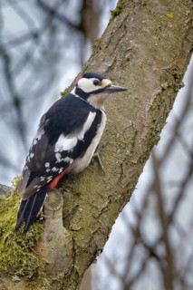 Great Spotted Woodpecker, Great Spotted Woodpecker, Birds, High Size, Portrait, Male, Piciform,