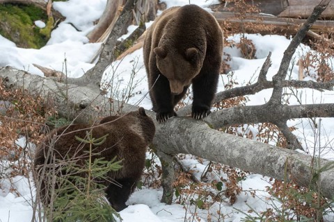 Brown bear, carnivora, predators, ursus arctos, bear, mammals, raptors, mammals