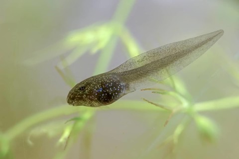 Common frog, common frog, rana temporaria, amphibians, amphibians, three weeks old, frog, frogs,