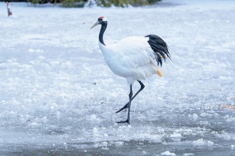 A red-crowned crane (Grus japonensis) walks across the snow-covered ice of a frozen river. china,