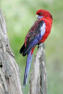 Animals, birds, parakeets, Pennant's parakeet (Platxycerus elegans), Wilsons Promontory National