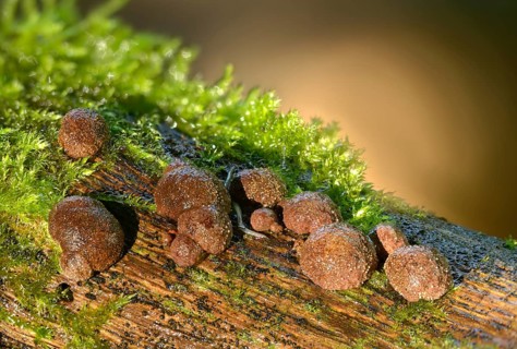 Daldinia fissa, Daldinia vernicosa, stalked charcoal, stalked charcoal mushroom, fungi, fungi,