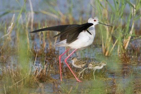 Animal animals bird Black-winged Stilt walker female young bird two young birds chicks Himantopus