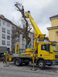 Tree work, Königinstrasse, Munich, Bavaria, Germany