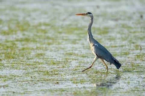 Grey heron (Ardea cinerea) hunting for prey in a wet meadow, Dümmer, Lembruch, Lower Saxony,