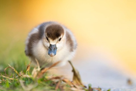 Egyptian goose (Alopochen aegyptiaca) cute chick on a meadow at the shore of a lake, Bavaria,