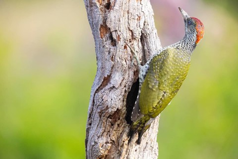 Green Woodpecker (Picus viridis), juvenile, Germany