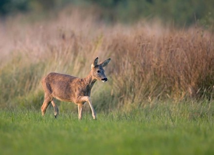 Animals Mammals Roe deer (Capreolus capreolus), Germany