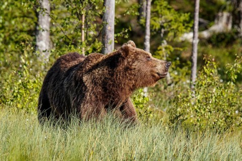 Brown Bear (Ursus arctos), on forest, Kainuu, Finland