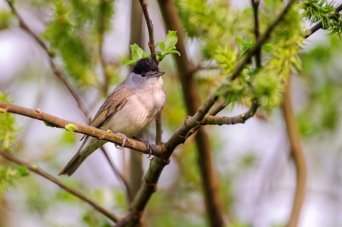 Blackcap (Sylvia atricapilla), Vechta, Lower Saxony, Germany
