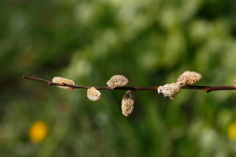 Blossoms of willow catkins (Salix), green background, North Rhine-Westphalia, Germany