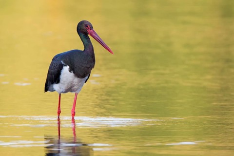 Black Stork (Ciconia nigra) foraging, Saxony-Anhalt, Germany