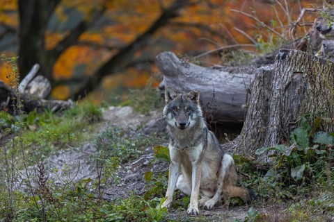 One eurasian gray wolf (Canis lupus lupus) sitting on a small hill between logs with a colourful