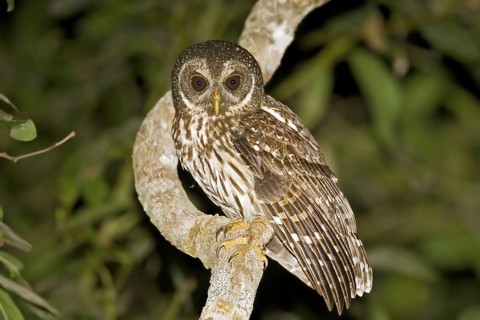 Mottled Owl Ciccaba virgata Singyita, Nayarit, Mexico 27 March Adult Strigidae