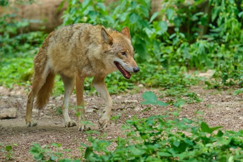 A lone wolf creeps through the green, wooded area, summer, wolf (Canis lupus), Germany