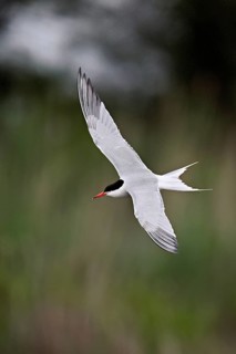 Common tern (Sterna hirundo), in flight, Saintes-Marie-de-la-Mer, Camargue, southern France, France