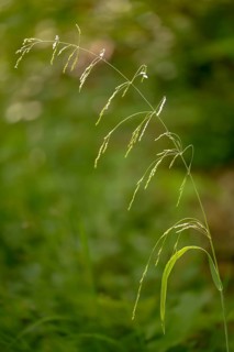 Fluttergrass, common fluttergrass, milium effusum, forest fluttergrass, soft fluttergrass, wood