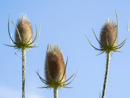 Wild teasel (Dipsacus fullonum), teasel thistle, wild perennial, Arnsberg Forest nature park
