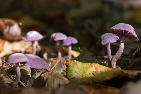 Amethyst deceiver, blue lacquer funnel, laccaria amethystea, purple lacquer mushroom, purple