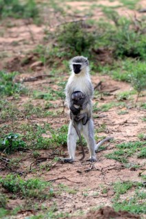 Vervet Monkey (Chlorocebus pygerythrus), adult, female, standing upright, mother, juvenile, baby,