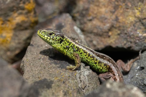 Castor bean tick, wooden buck, ixodes ricinus, ixodida, lacerta agilis, sand lizard, sand lizard,