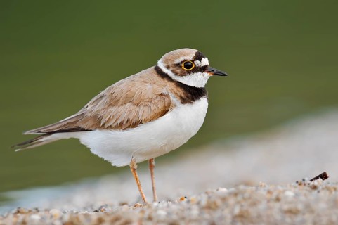 Little Ringed Plover (Charadrius dubius), North Rhine-Westphalia, Germany