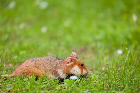 A European hamster (Cricetus cricetus), Eurasian hamster, black-bellied hamster or common hamster,