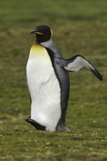 King Penguin (Aptenodytes patagonicus), Falkland Islands