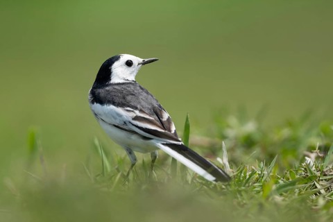 White Wagtail (Motacilla alba) standing in a lush green field, sreepur, Gazipur, bangladesh