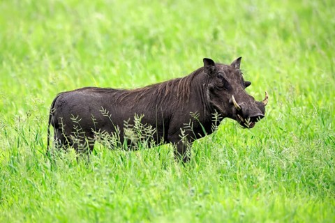 Warthog (Phacochoerus africanus), adult, male, foraging, alert, Kruger National Park, South Africa