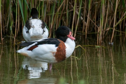 Brandgoose, Shelduck, Tadorna Tadorna, Anatidae, Birds, Duckbirds, Goose, Geese, Birds, Waterbirds