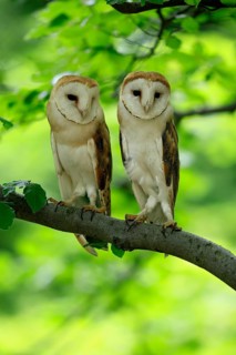 Barn owl (Tyto alba), adult, pair, vigilant, on tree, in summer, Šumava, Czech Republic