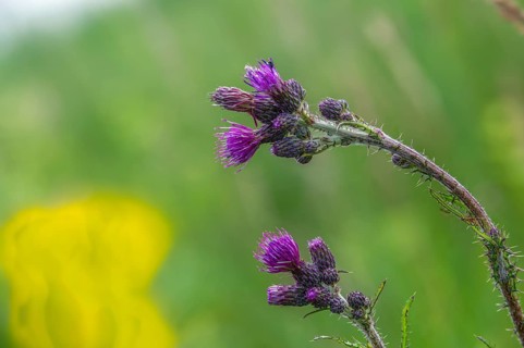 Asteraceae, Cirsium palustre, European Swamp thistle, daisy, swamp thistle, thistle, flora, marsh