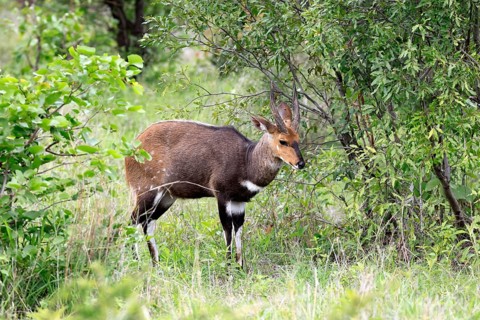 Cape bushbuck (Tragelaphus sylvaticus), adult, male, alert, foraging, Kruger National Park, South