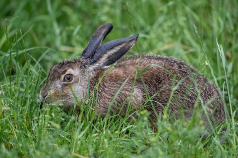 European hare (Lepus europaeus), Lower Saxony, Germany