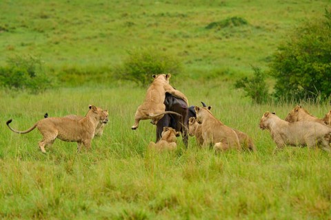 A buffalo is attacked by a pride of lions on the savannah: lion (Panthera leo), Cape buffalo